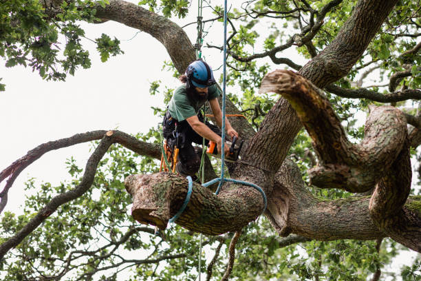 How Our Tree Care Process Works  in  Hillsboro, KS